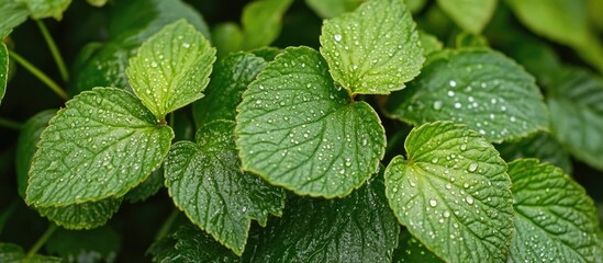 Poster - Fresh green leaves with water droplets on surface in natural environment Copy Space
