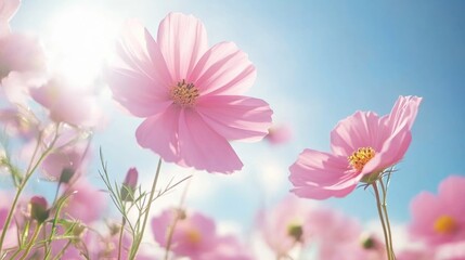 Poster - Pink flowers against a blue sky with sunlight Copy Space for text or design use