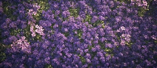 Poster - Vibrant purple and pink floral background with abundant blossoms and greenery suitable for text overlay and design purposes Copy Space