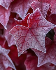 Poster - Red leaves covered with frost in a close up view showing intricate details of the leaf structure