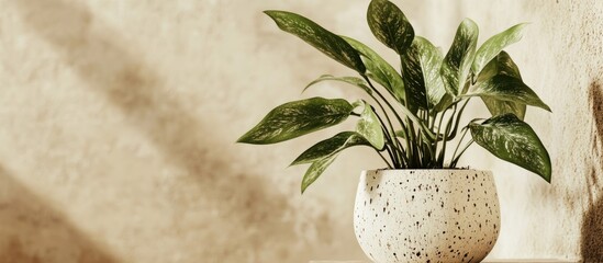 Poster - Potted houseplant in a decorative speckled pot on a wooden surface with neutral textured wall and natural light Copy Space