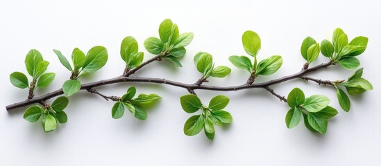 Poster - Green leafy branch with fresh leaves on white background and copy space for text placement