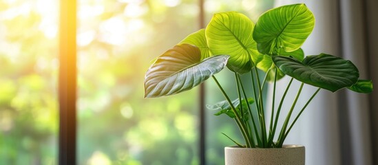 Poster - Indoor houseplant with large green leaves placed on a windowsill with sunlight filtering through the window Copy Space