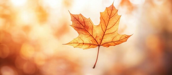 Poster - Orange maple leaf hanging in autumn air with blurred background and copy space for text.