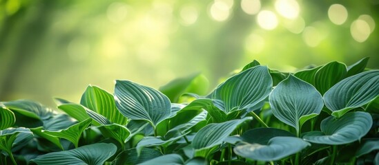 Poster - Green foliage of hosta plants with soft bokeh background and Copy Space for text placement in nature setting
