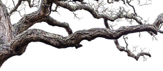 Poster - Detailed close-up of gnarled tree branches against a white background, showcasing intricate textures and shapes, with ample copy space.