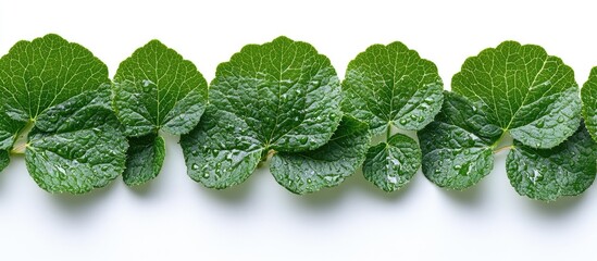 Poster - Green leafy herbs arranged in a row on a white background with copy space for text