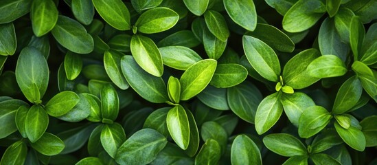 Poster - Green leaf background texture with vibrant foliage patterns and natural lighting Copy Space