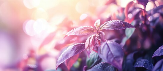 Poster - Purple basil plant with dewdrops and blurred bokeh background in soft light.