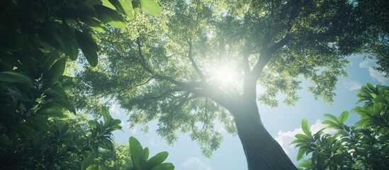 Aufkleber - Majestic tree viewed from below with sunlight filtering through green foliage and surrounding plants Copy Space