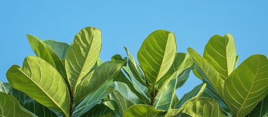 Poster - Green tropical leaves against a clear blue sky with vibrant colors and copy space for text placement