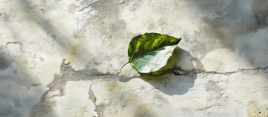 Aufkleber - Lonely green leaf on cracked concrete surface with shadows and textures Copy Space