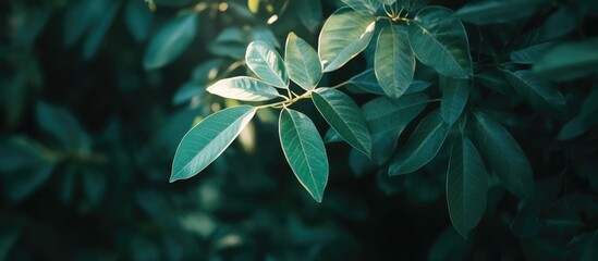 Poster - Close-up of green leaves with natural lighting and dark blurred background Copy Space