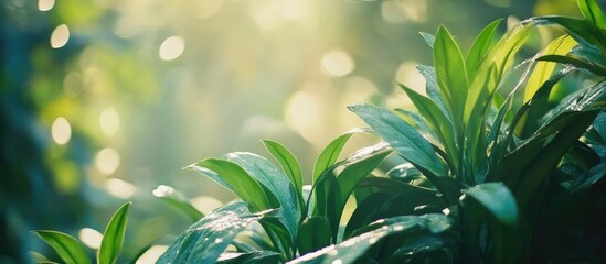 Poster - Lush green leaves with water droplets in a soft focus background featuring bokeh light effect and natural sunlight Copy Space