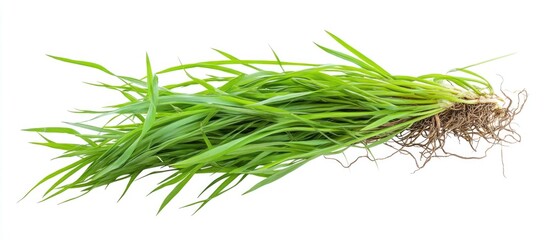 Poster - Fresh green grass with roots isolated on white background Copy Space