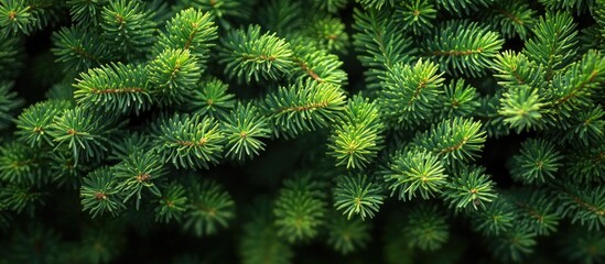Aufkleber - Green spruce tree branches close-up with detailed needle foliage and natural texture Copy Space