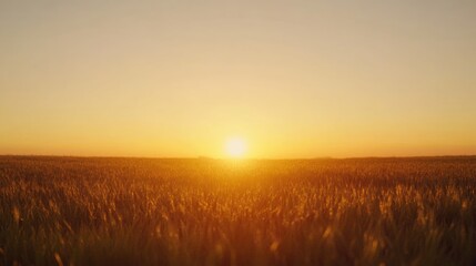 Poster - Tranquil sunset over golden grassy fields with warm light and ample space for text or design elements in a serene landscape.
