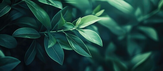 Poster - Green leaves with natural lighting and soft focus, ideal for backgrounds with Copy Space for text placement
