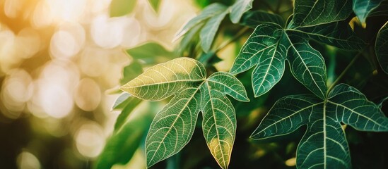 Poster - Sunlit Green Leaves with Blurred Background and Copy Space