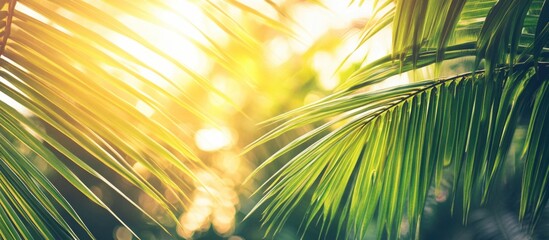 Poster - Sunlit Green Palm Leaves with Warm Backlighting and Copy Space for Text