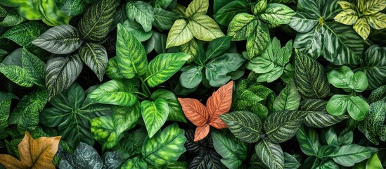 Poster - Variety of Green Leaves with One Orange Leaf in Center on Dark Background Copy Space