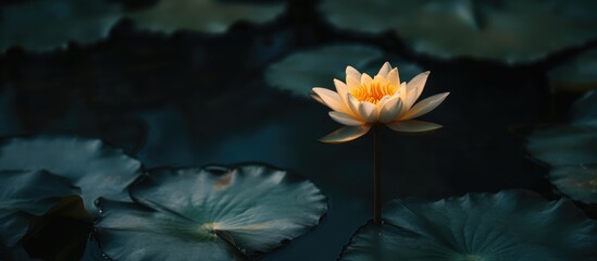 Aufkleber - White lotus flower blooming in dark pond surrounded by lily pads with Copy Space for text placement