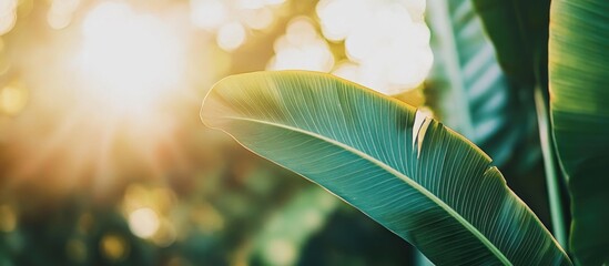 Poster - Sunlit Tropical Leaves with Bokeh Background and Copy Space for Text Usage