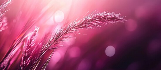 Poster - Pink and purple soft focus background with abstract grass silhouettes and bokeh effect Copy Space
