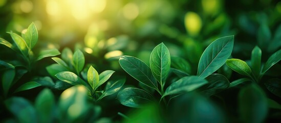 Poster - Close-up of lush green leaves with sunlight filtering through, creating a natural bokeh effect, ideal for nature-themed backgrounds with copy space