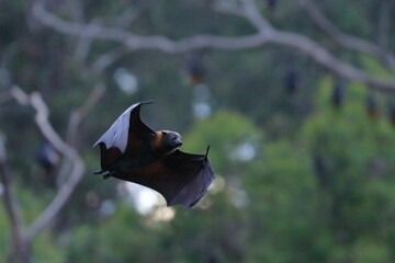 Wall Mural - flying fox