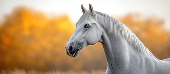Poster - White horse in profile with blurred autumn background - Copy Space