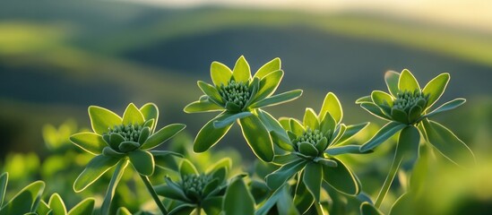 Aufkleber - Close-up of green succulent plants with blurred hills in the background and soft natural lighting Copy Space