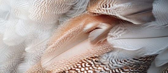 Poster - Close-up of delicate bird feathers showcasing intricate details and textures with Copy Space for text placement.