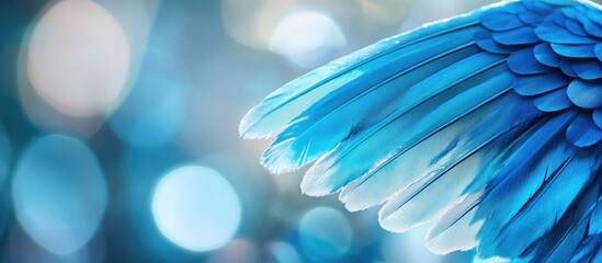 Fototapete - Blue bird wing detail with vibrant feathers and soft bokeh background featuring shades of blue and white. Copy Space available.