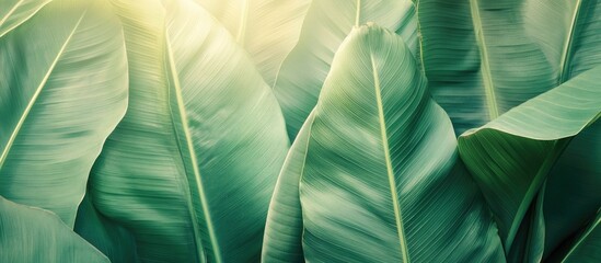 Poster - Green tropical leaves close-up with sunlight background and Copy Space for text placement.