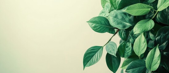 Poster - Lush Green Plant Leaves with Ample Copy Space for Text Ideal for Promotions or Branding in Natural and Organic Themes