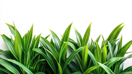 Poster - Lush green palm leaves against a white background with ample space for text or graphic overlay in a fresh and vibrant setting