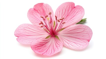 Poster - Pink flower isolated on white background with detailed petal texture and copy space for text