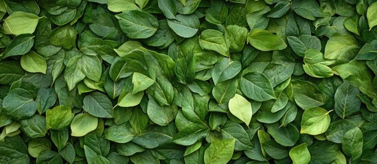 Poster - Green leaves background texture with various shades of green and ample copy space for text placement