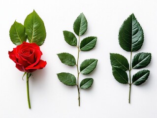 Poster - Red rose with green leaves on white background floral botanical arrangement flat lay style