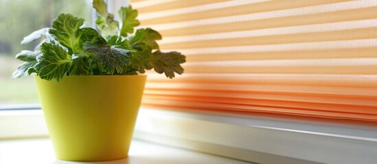 Poster - Green potted plant on windowsill with orange blinds in soft natural light and copy space for text