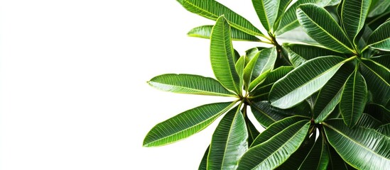 Poster - Green Tropical Leaves of Plumeria Plant on White Background with Copy Space
