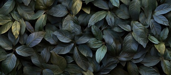 Poster - Dense arrangement of dark green leaves with subtle variations in color and texture Copy Space