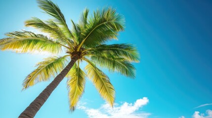 Poster - lush palm tree under clear blue sky with ample negative space for text placement in tropical setting