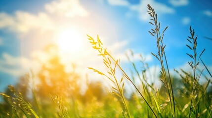 Poster - Vibrant abstract bokeh background featuring summer sky sunlight and grass with empty space for creative text or design elements.