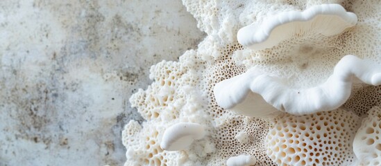 Poster - Close up of white fungus showcasing intricate texture and detail against a neutral background with ample space for text placement.