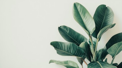 Aufkleber - Tropical Green Leaves on Minimalist Background with Copy Space for Text and Design Elements