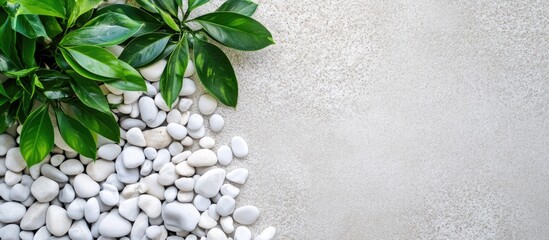 Poster - Top View of White Pebbles and Green Leaves on Garden Surface with Generous Empty Space for Custom Text or Design Elements