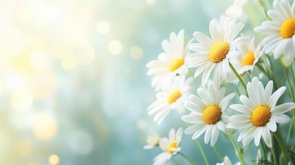 Aufkleber - Colorful Daisies in Sunlit Garden with Soft Background Creating Ideal Space for Text or Quotes