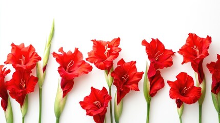 Poster - Vibrant red gladiolus flowers arranged on a white background with ample space for text and design elements.